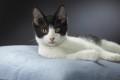 Nature chester domestic shorthair