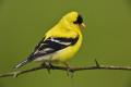 Nature male american goldfinch