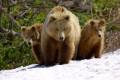 Nature mother and cubs valley of the geysers kronotsky zapovednik russia