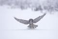 Nature northern hawk owl finland