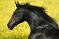 Animals/Insects portrait of a friesian