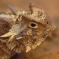 Animals/Insects Horned Lizard