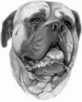 Animals/Insects bull mastiff
