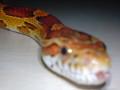 Animals/Insects cornsnake