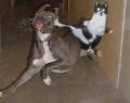 Animals/Insects cat dog karate