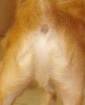 Animals/Insects jesus cat butt