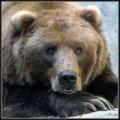 Animals/Insects bear