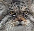 Animals/Insects manul pallas cat