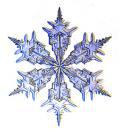 Nature snowflake