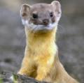 Animals/Insects weasel