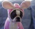 Animals/Insects dog bunny