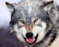 Avatars wolf