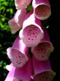 Nature Foxglove
