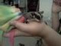 Animals/Insects sugarglider