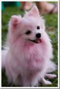 Animals/Insects Pomeranian