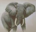 Animals/Insects elephant