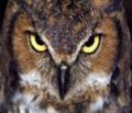Animals/Insects owl eye