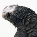 Animals/Insects african grey timneh