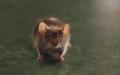Animals/Insects mouse mr jingles