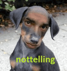 Animals/Insects gif avatar extinct bugs deciduous insects 