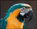 Animals/Insects parrot
